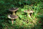 DSC_00650.JPG