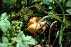 DSC_00700.JPG