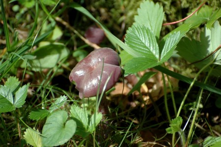 DSC_0105.JPG