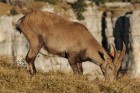 DSC_1585.JPG